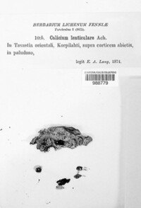 Calicium lenticulare image